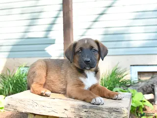 Mixed Breed dogs for sale: Sky - Ad 3