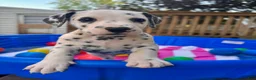Dalmatian dogs for sale: Dalmatian 1 - Ad 3