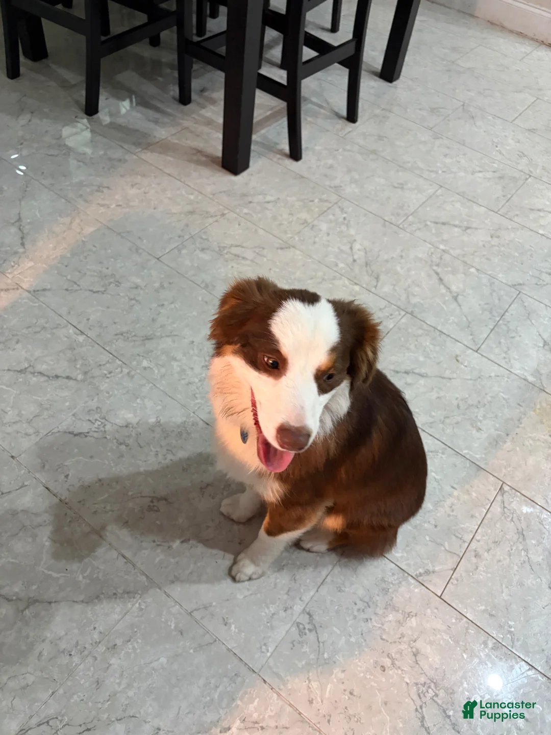 Australian Shepherd dogs for sale: Australian Shepherd Puppy 1 - Ad 4