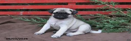 Pug dogs for sale: Taffy - Ad 2