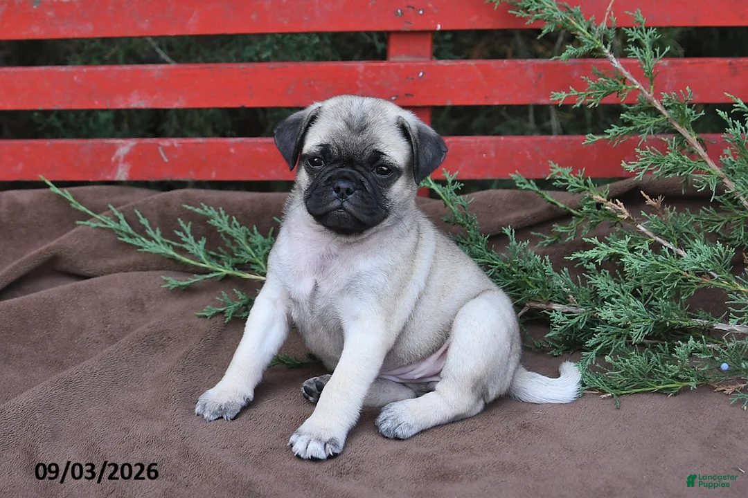 Pug dogs for sale: Taffy - Ad 2