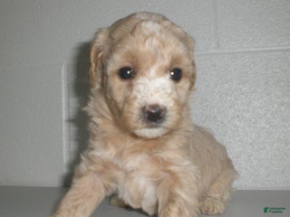 Yorkiepoo dogs - Ad 22