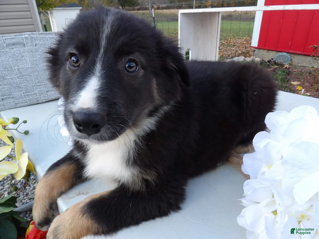 Gallery Image {{count}}