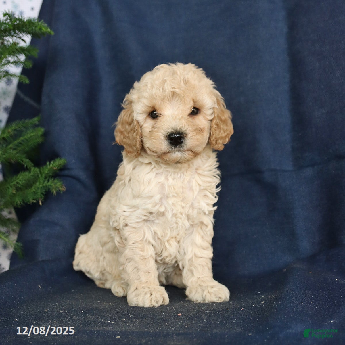 Cockapoo dogs Caramel - Ad 32