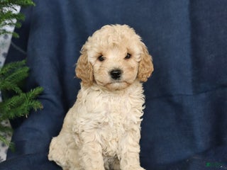 Cockapoo dogs Caramel - Ad 32