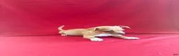 Chihuahua dogs for sale: Chihuahua 1 - Ad 3
