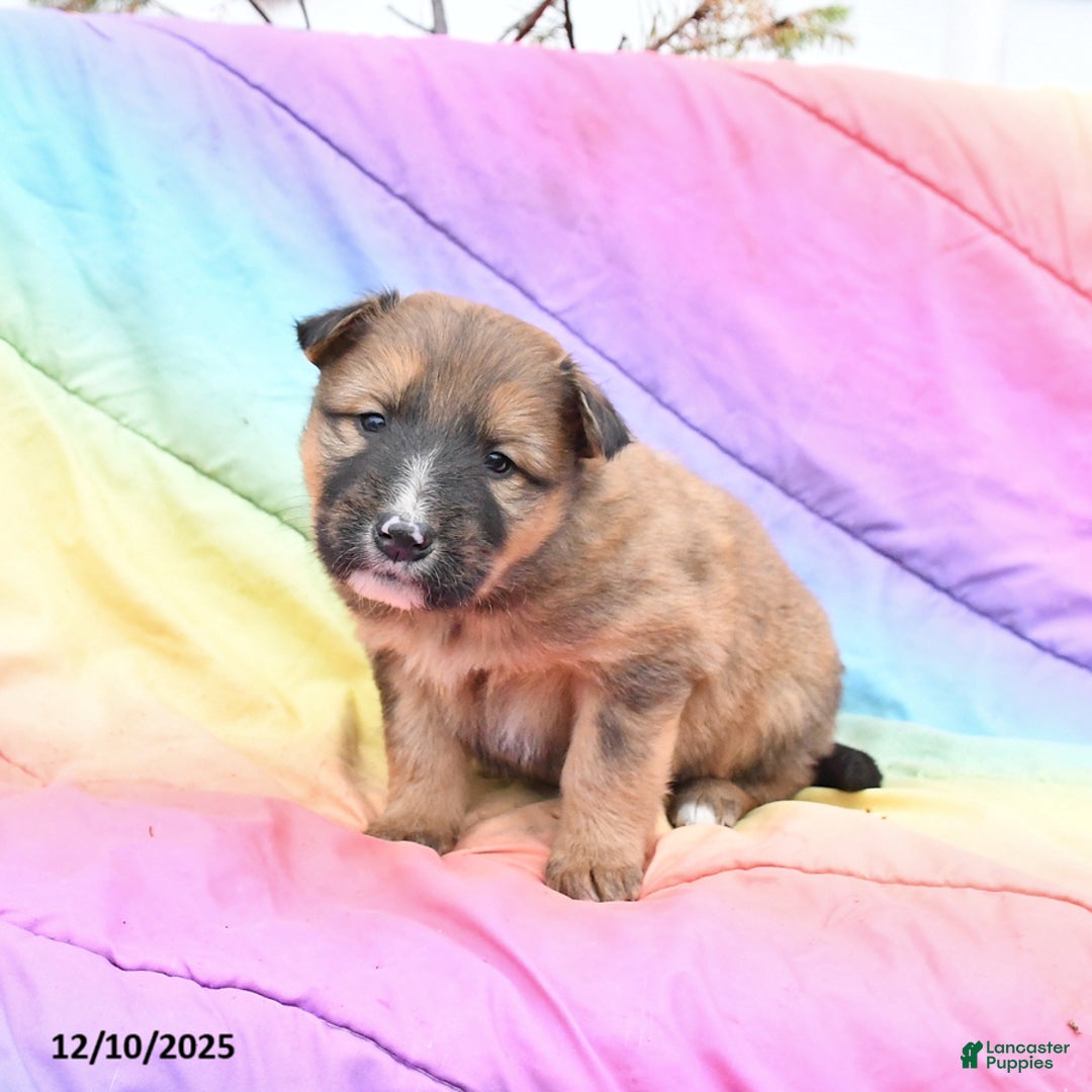 Mixed Breed dogs for sale: Blaze - Ad 2