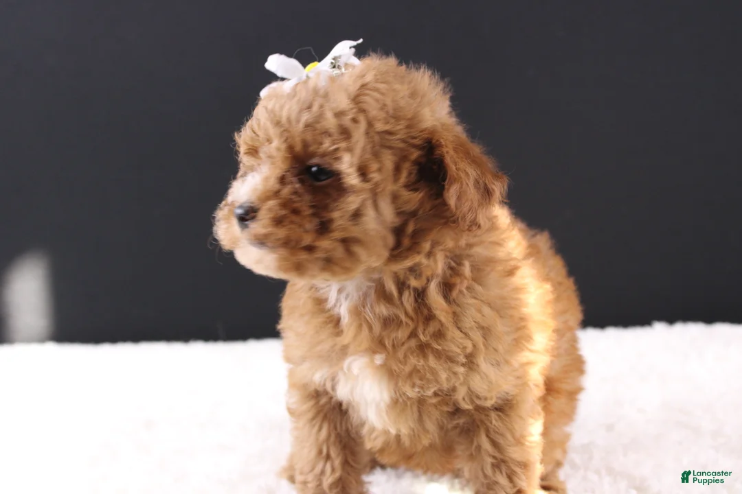 Shihpoo dogs for sale: Poppy - Ad 2