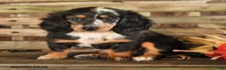 Dachshund dogs for sale: Brianna - Ad 4