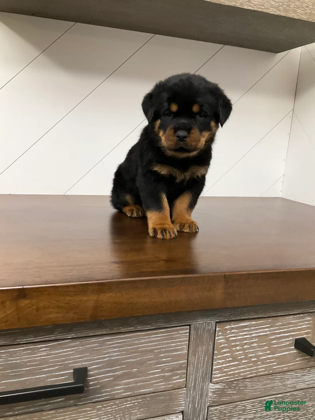 Rottweiler dogs for sale: Rottweiler Puppy 7 - Ad 9