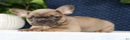 French Bulldog dogs for sale: Hunter - Ad 2