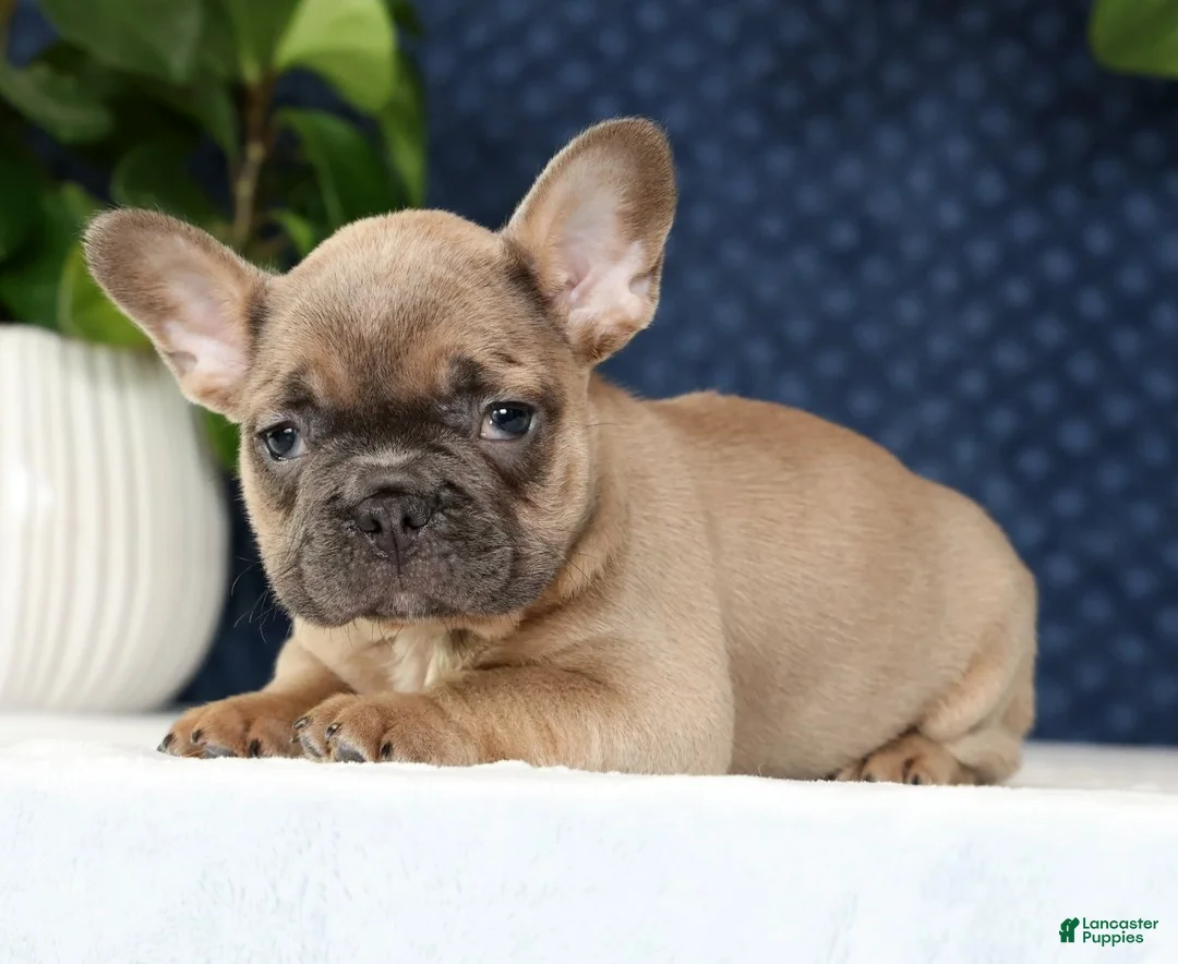 French Bulldog dogs for sale: Hunter - Ad 2