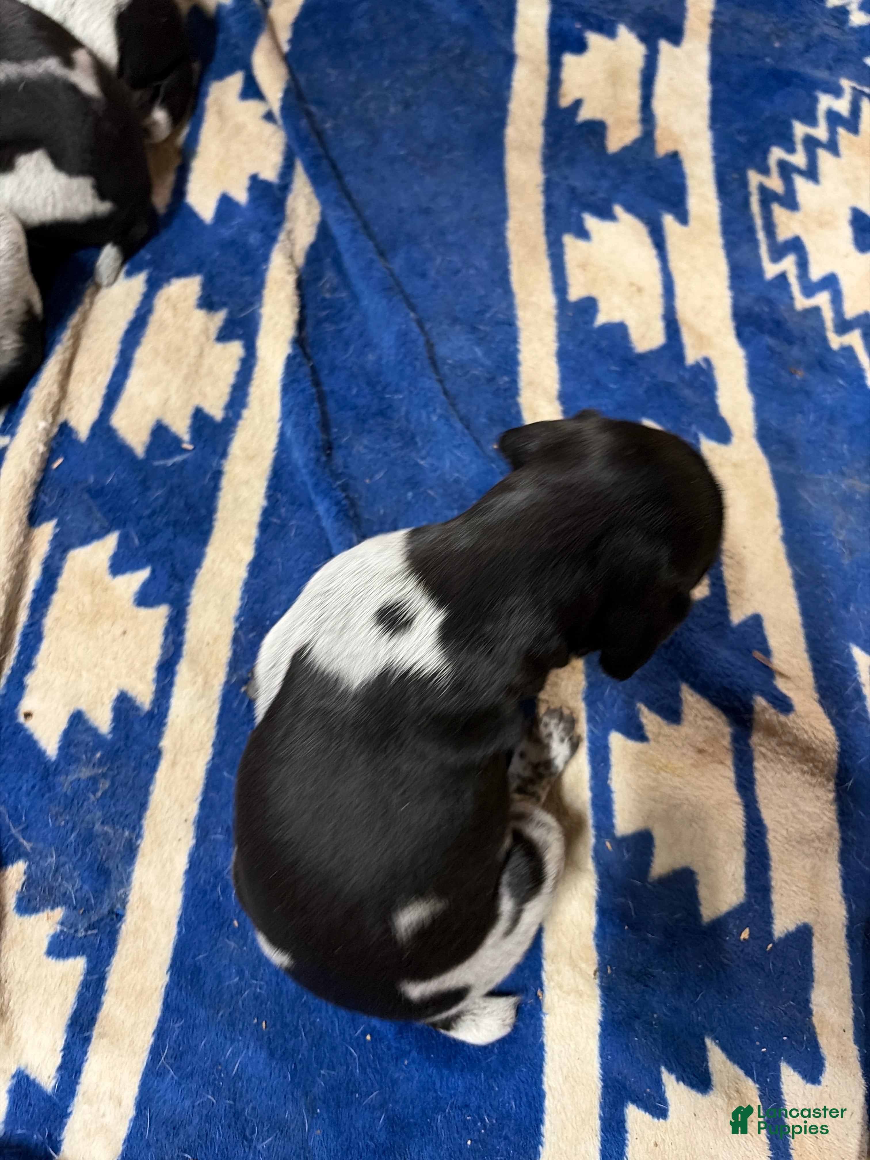 German Shorthaired Pointer dogs German Shorthaired Pointer 8 - Ad 41