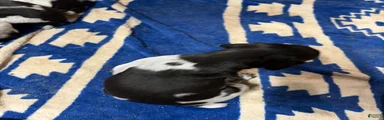 German Shorthaired Pointer 8