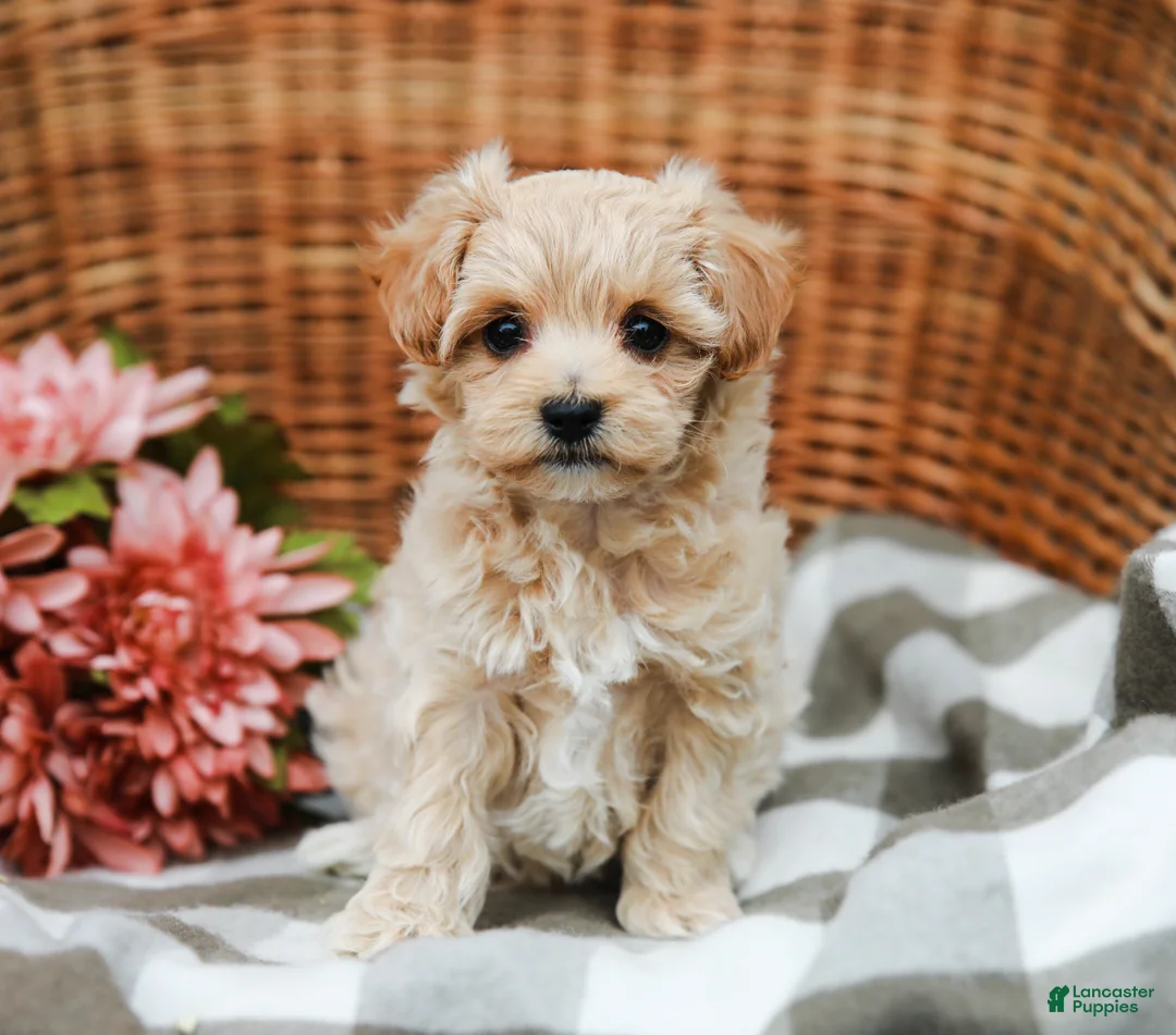 Maltipoo dogs for sale: Callie - Ad 2