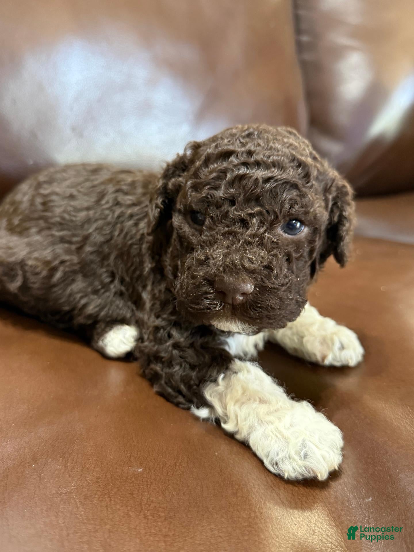 Lagotto Romagnolo (Lagotto Romagnolo, Male) in Muscle Shoals, AL