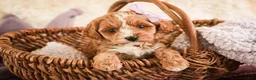 Cavapoo dogs for sale: Harper - Ad 5