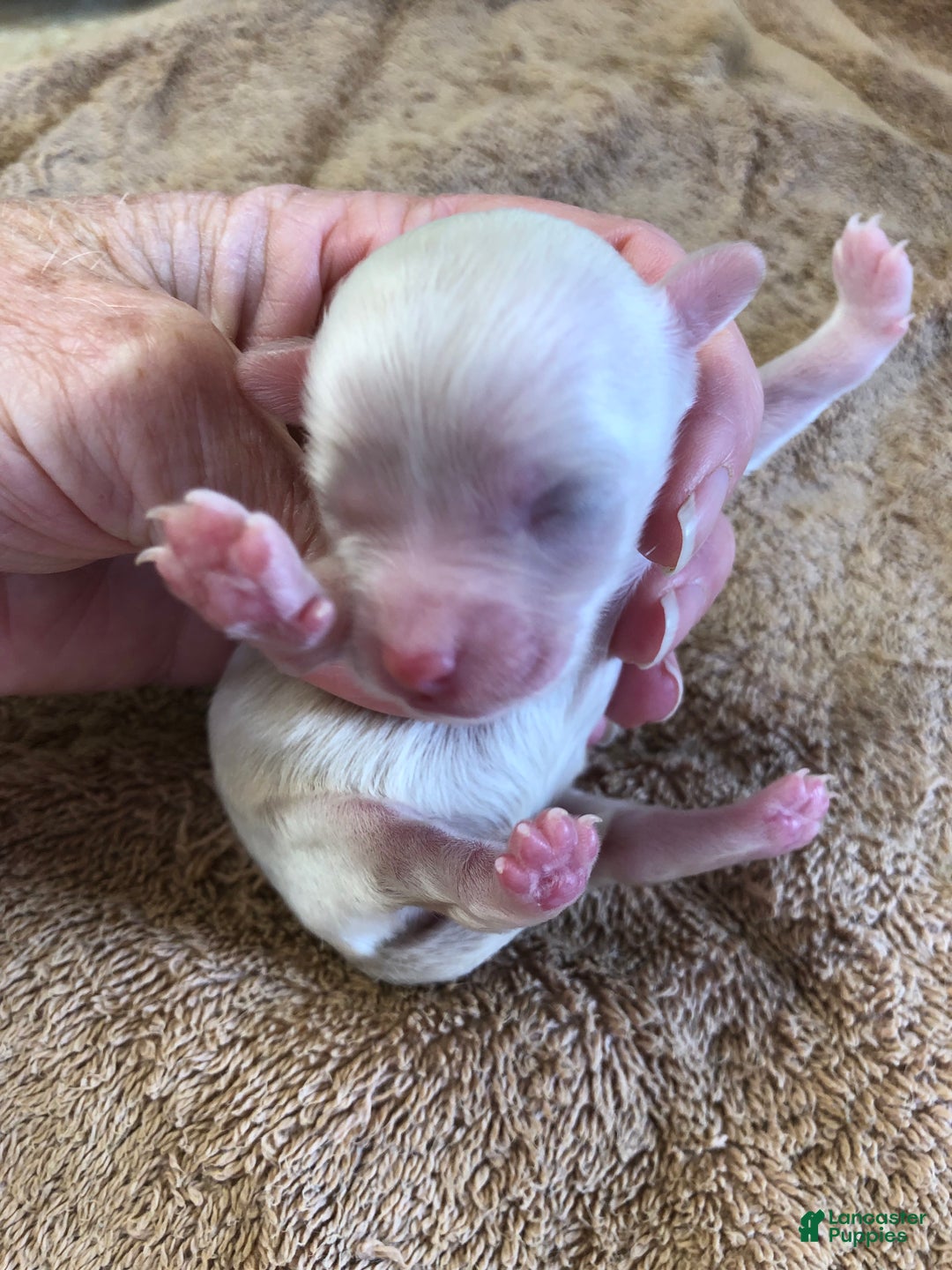 Maltipoo dogs for sale: Genevieve - Ad 3