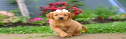 Golden Retriever dogs for sale: Beauty - Ad 3