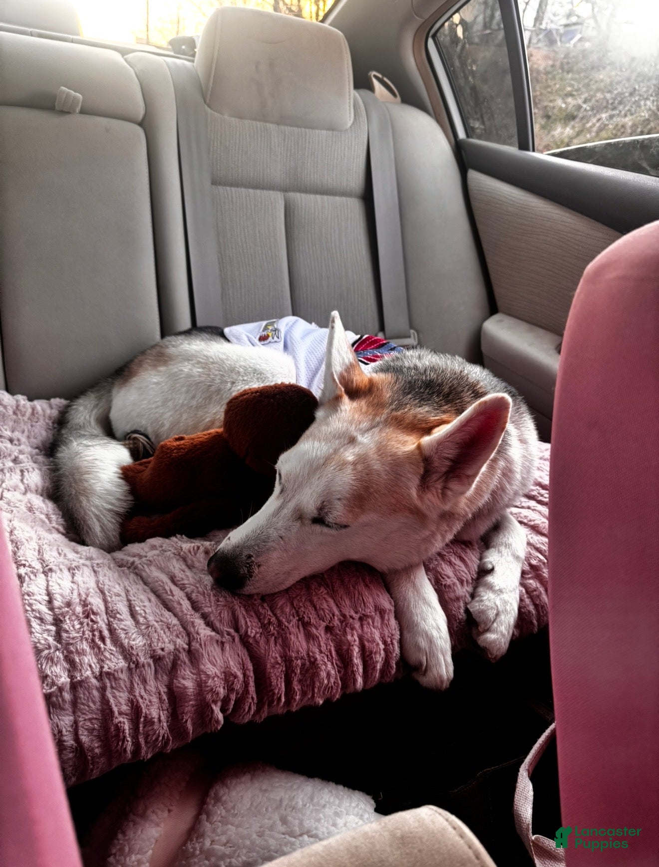 Gerberian Shepsky dogs Gerberian Shepsky Puppy 1 - Ad 12