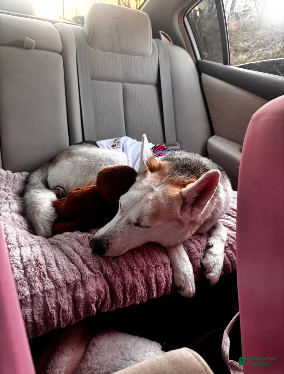 Gerberian Shepsky dogs for sale: Gerberian Shepsky Puppy 1 - Ad 1