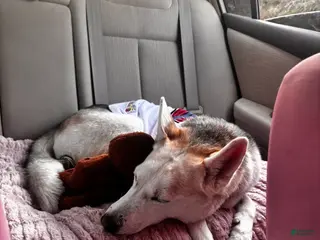 Gerberian Shepsky dogs Gerberian Shepsky Puppy 1 - Ad 12