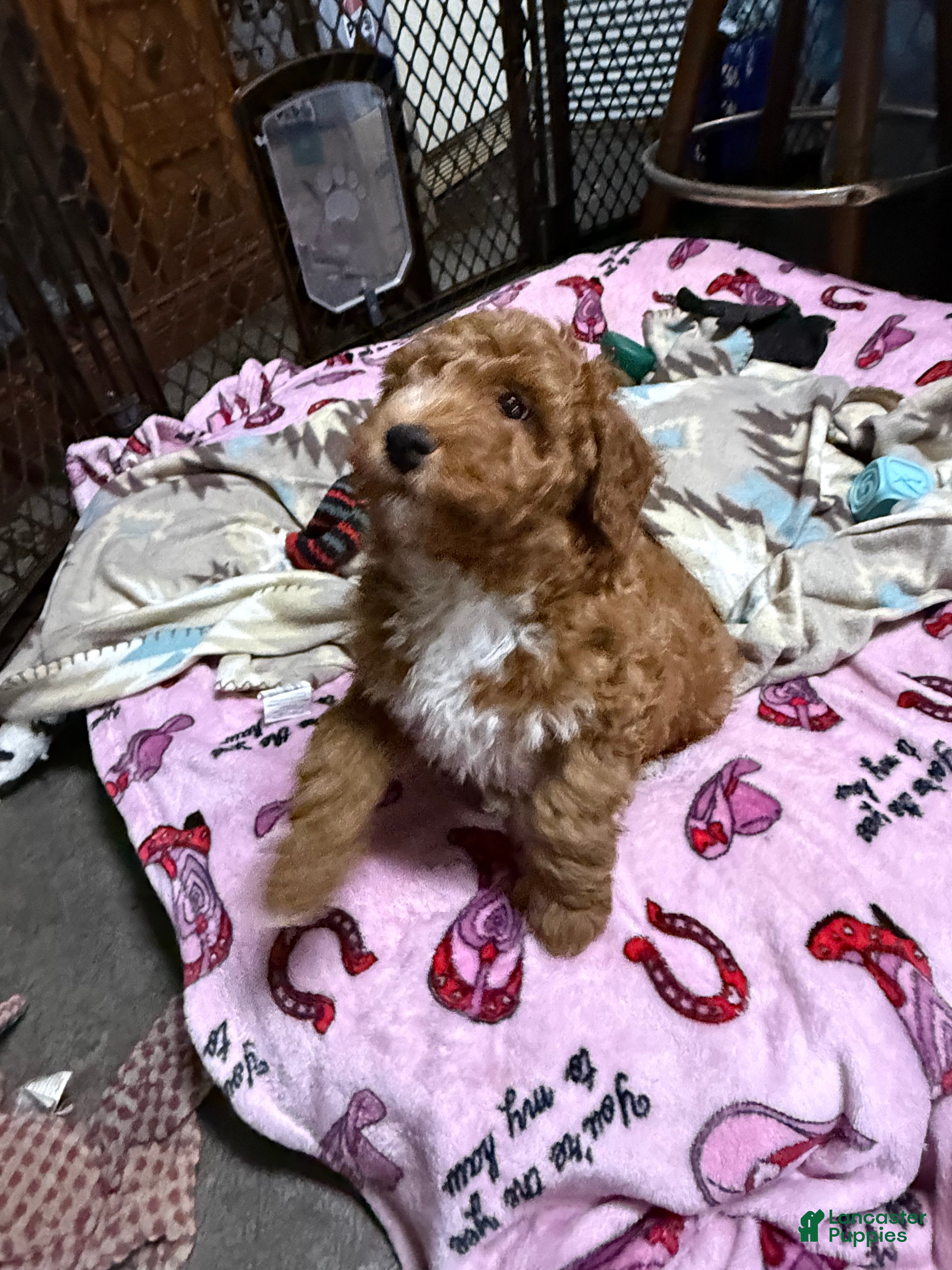 Goldendoodle dogs Willy (Red with white tuxedo markings) - Ad 2