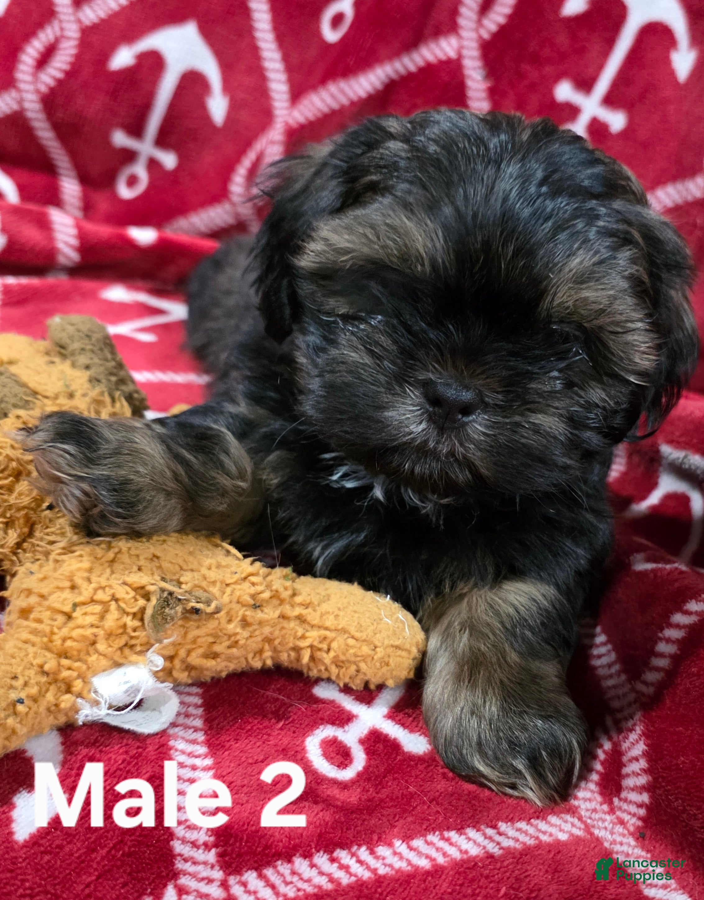 Shih Tzu dogs Shih Tzu Male 2 - Ad 1