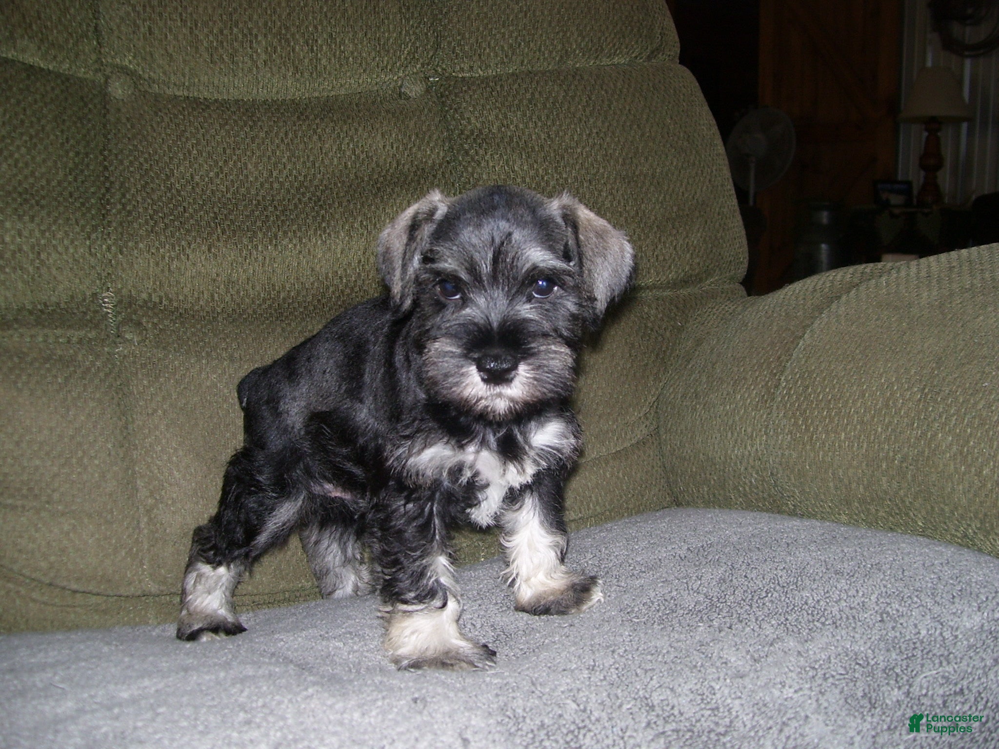 Miniature Schnauzer dogs for sale: HARLEY - Ad 4