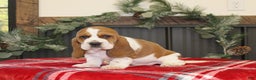 Basset Hound dogs for sale: Cookie - Ad 2
