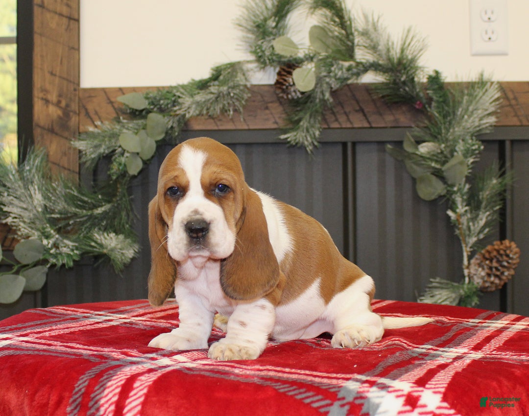 Basset Hound dogs for sale: Cookie - Ad 2