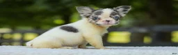 French Bulldog dogs for sale: Kate - Ad 15