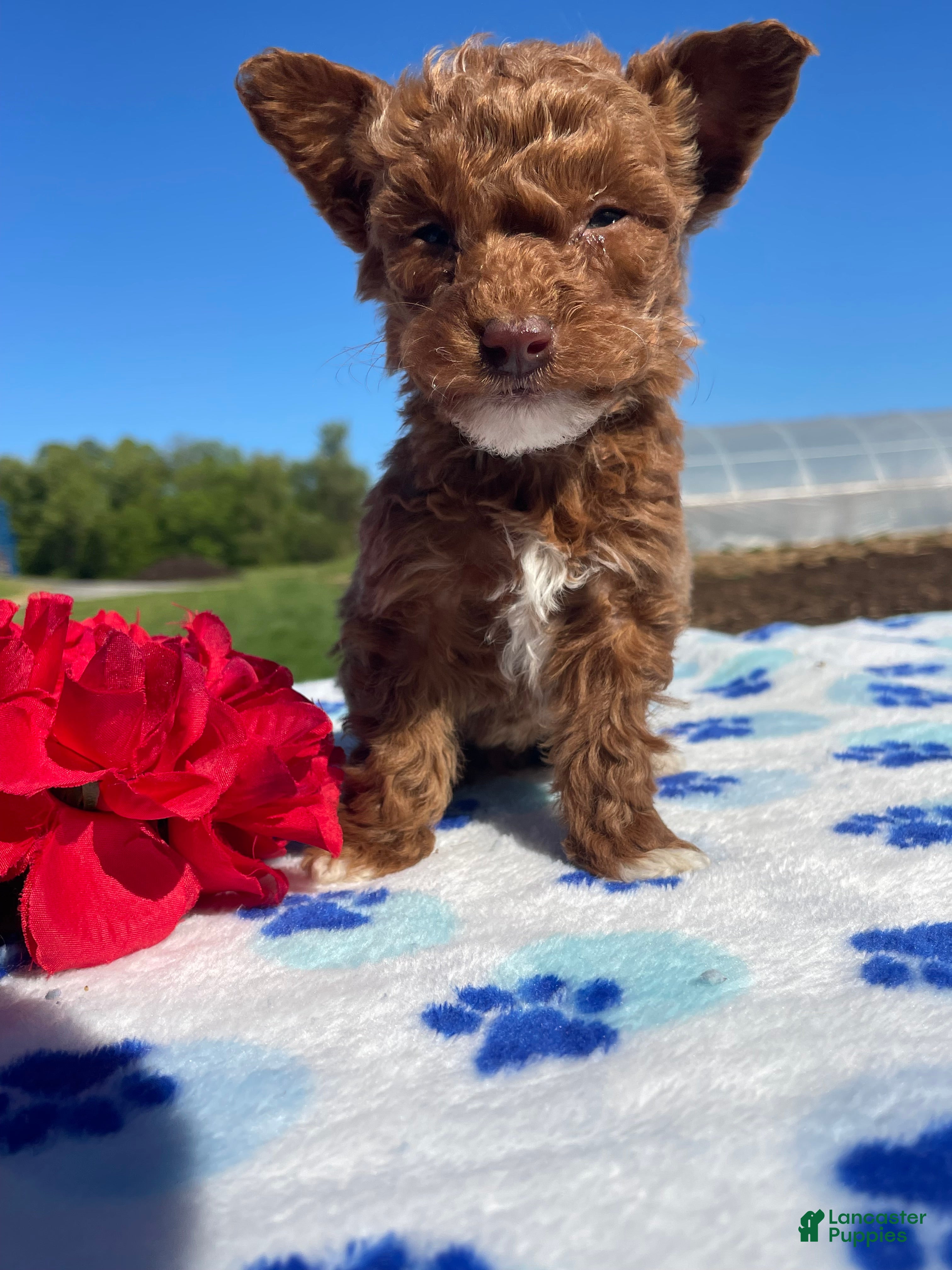 Miniature Poodle dogs Henry - Ad 17