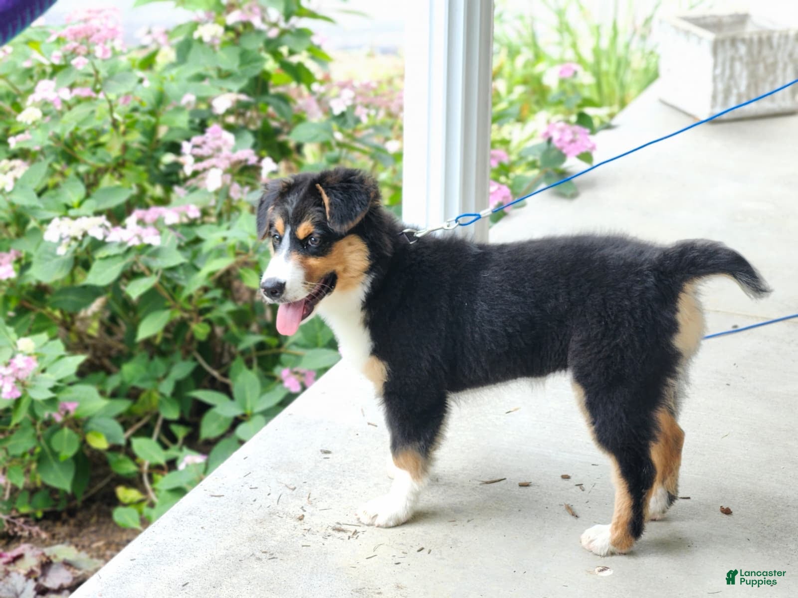 Australian Shepherd dogs Roxy - Ad 2