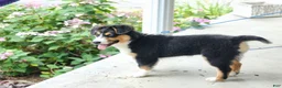 Australian Shepherd dogs for sale: Roxy - Ad 2