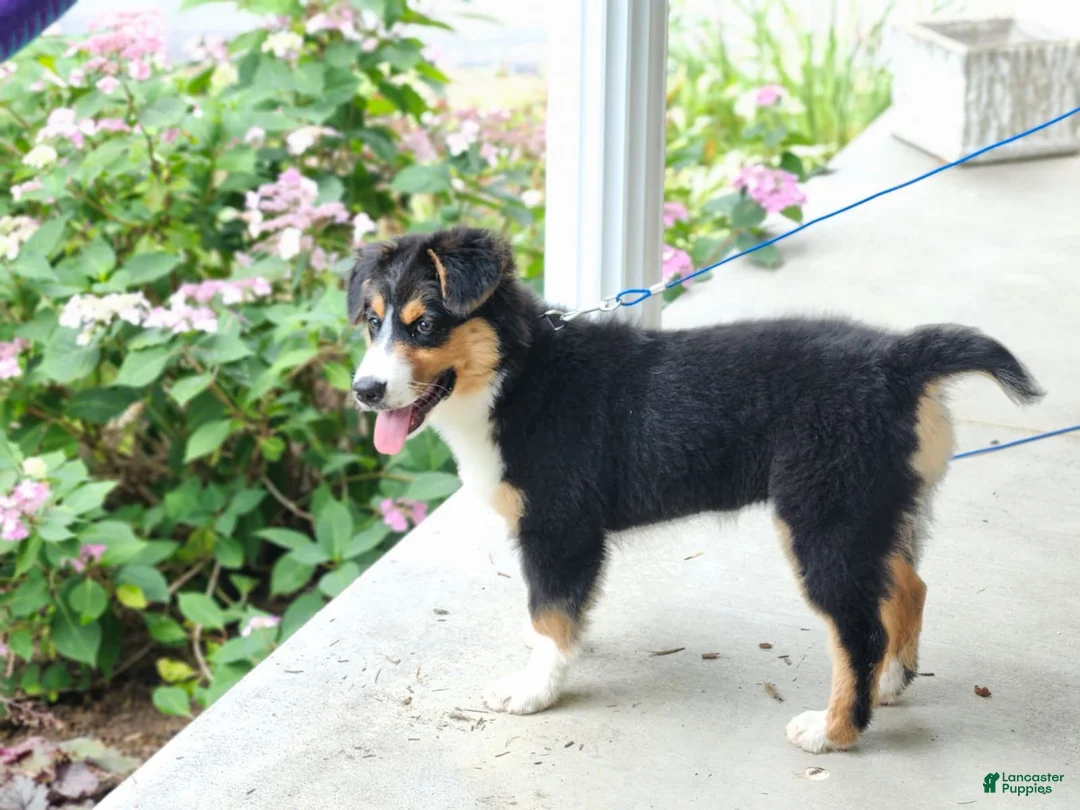 Australian Shepherd dogs for sale: Roxy - Ad 2