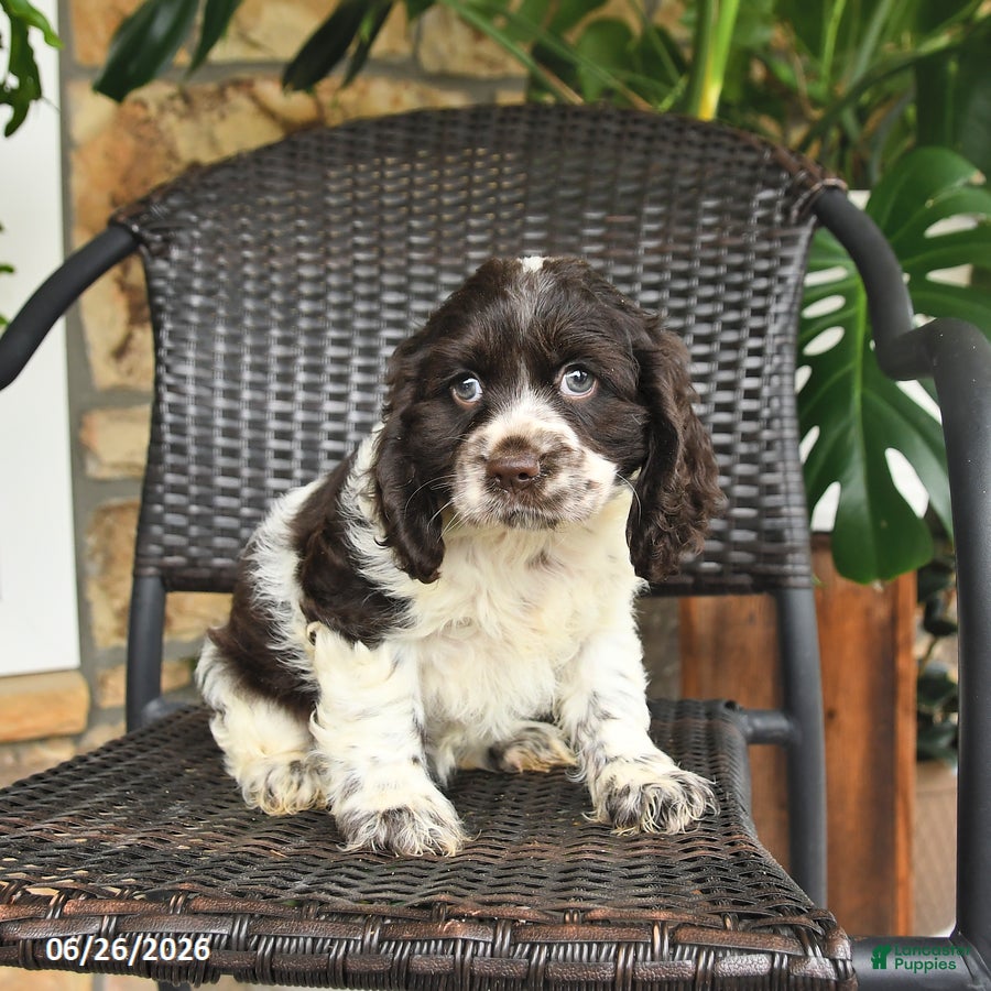 English Cocker Spaniel dogs Caramel - Ad 2