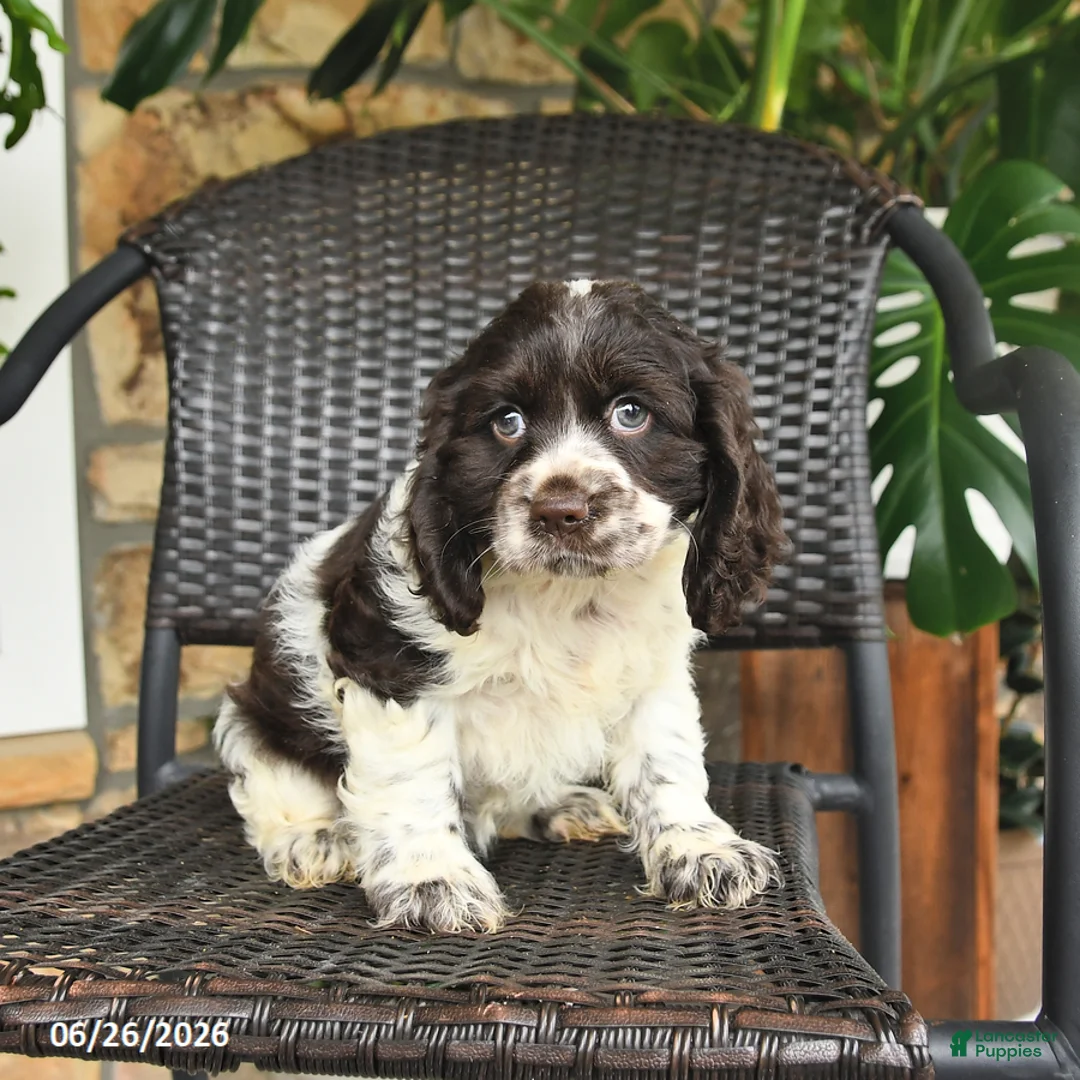 English Cocker Spaniel dogs for sale: Caramel - Ad 2