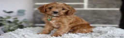 Cavapoo dogs for sale: Faye - Ad 5