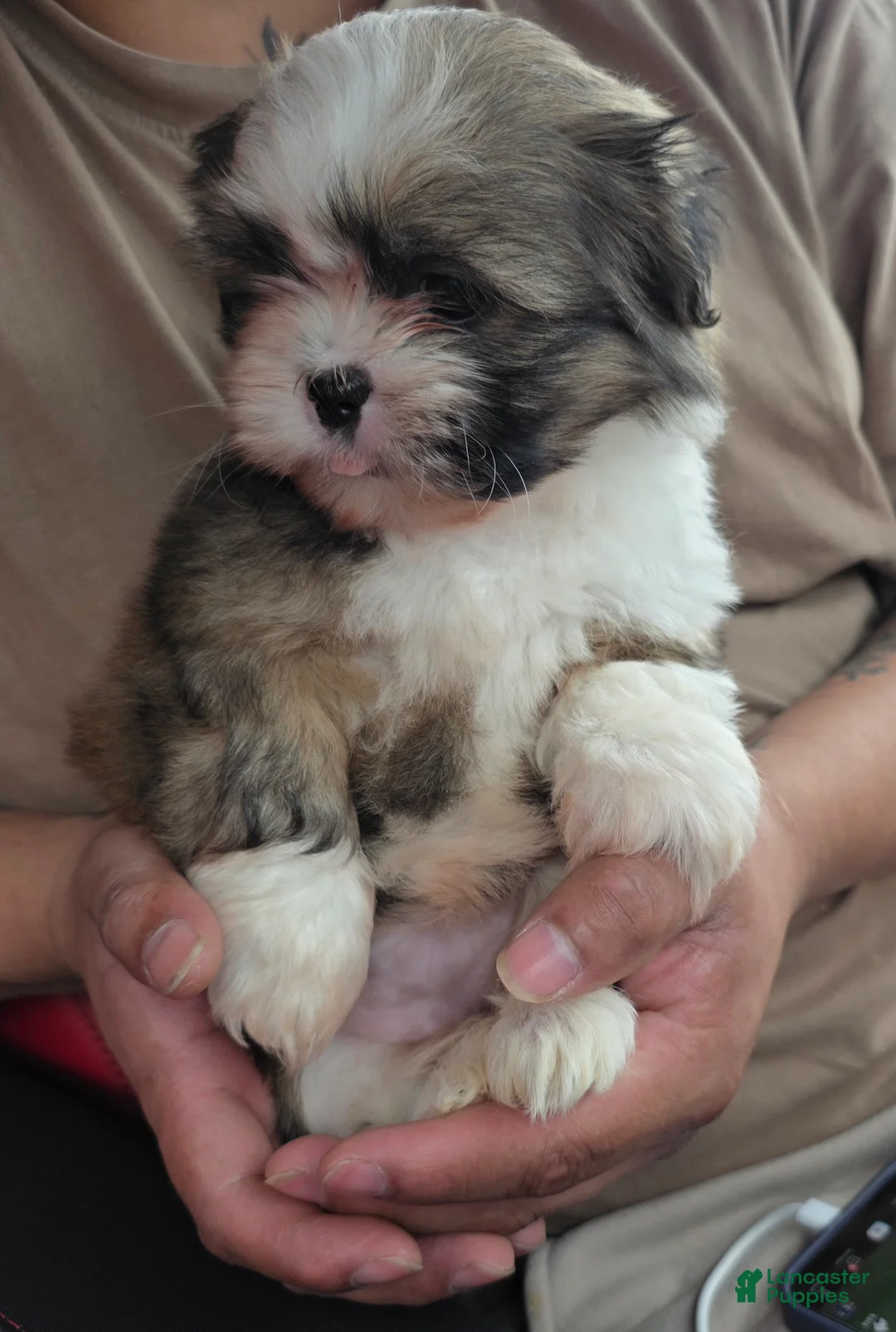 Shih Tzu dogs for sale: Shih Tzu Puppy lina - Ad 2