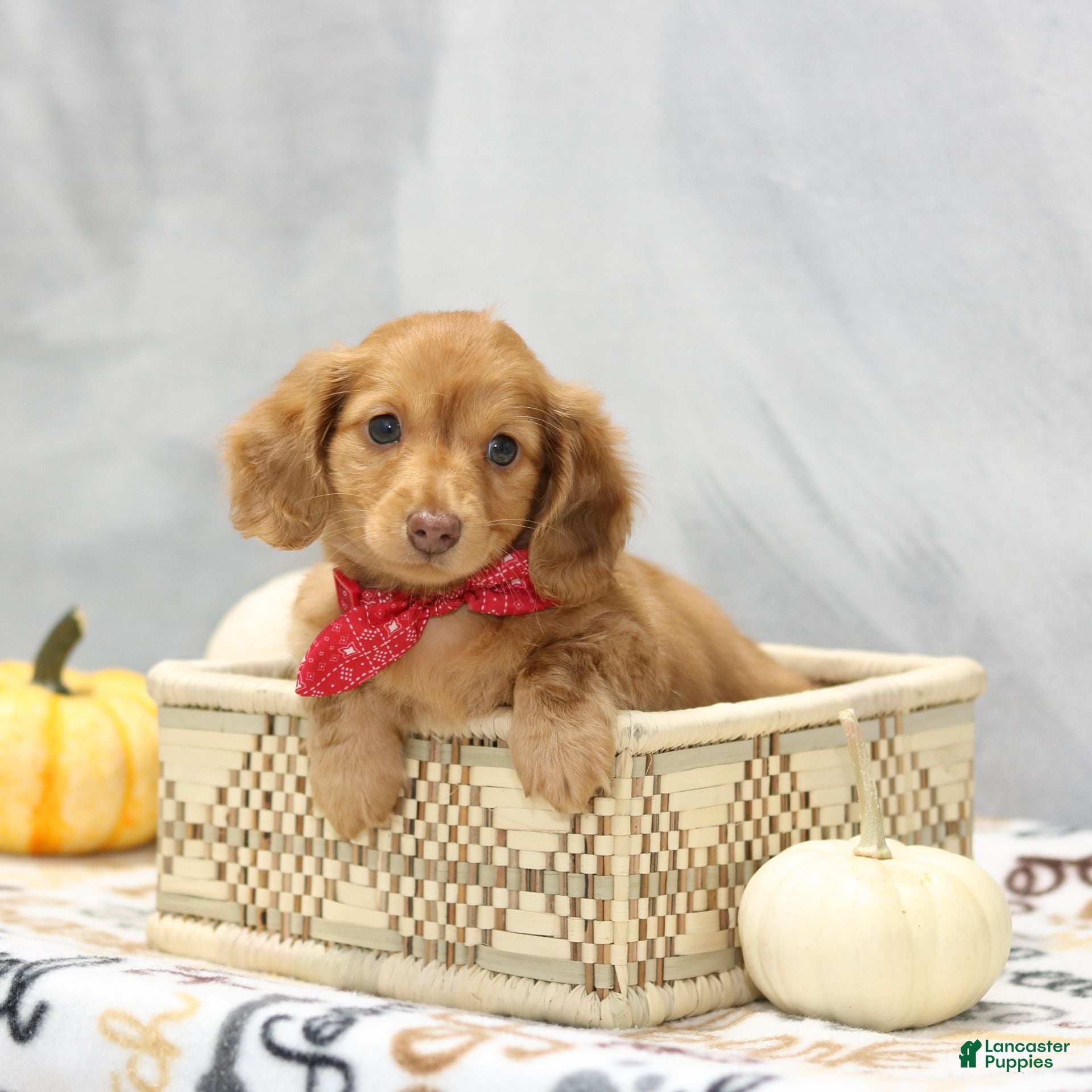 Miniature Dachshund dogs Graham  - Ad 2