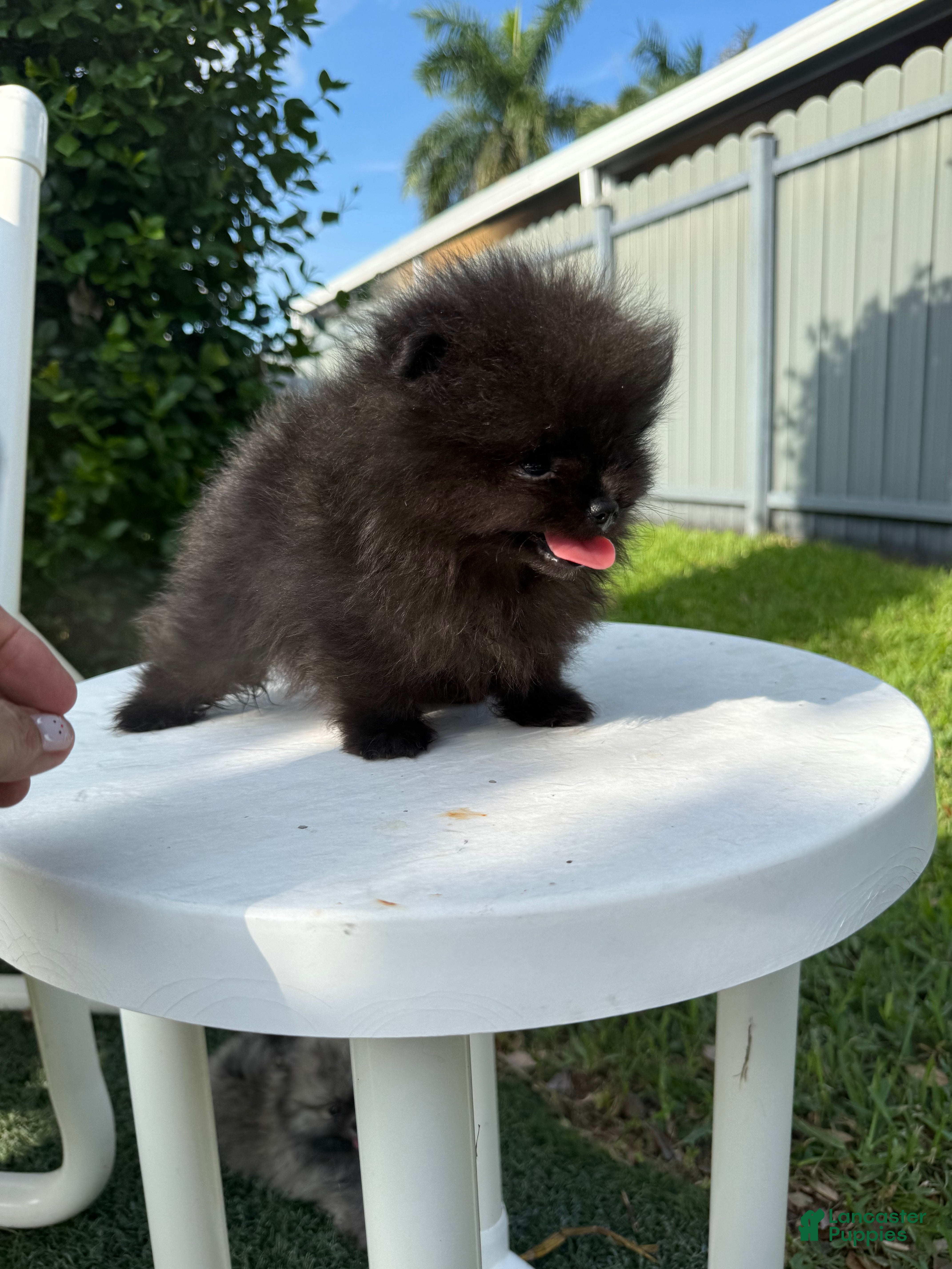 Pomeranian dogs Pomeranian 1 - Ad 10