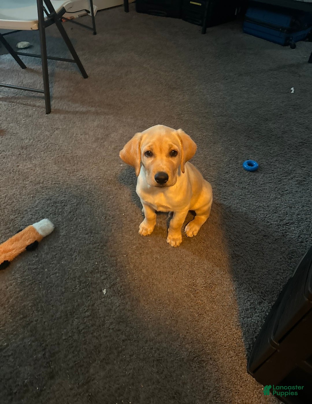 Labrador Retriever dogs for sale: Hercules  - Ad 1