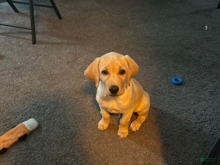 Labrador Retriever dogs Hercules - Ad 17