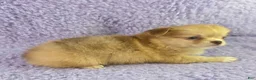 Chihuahua dogs for sale: AKC  Bianca - Ad 9