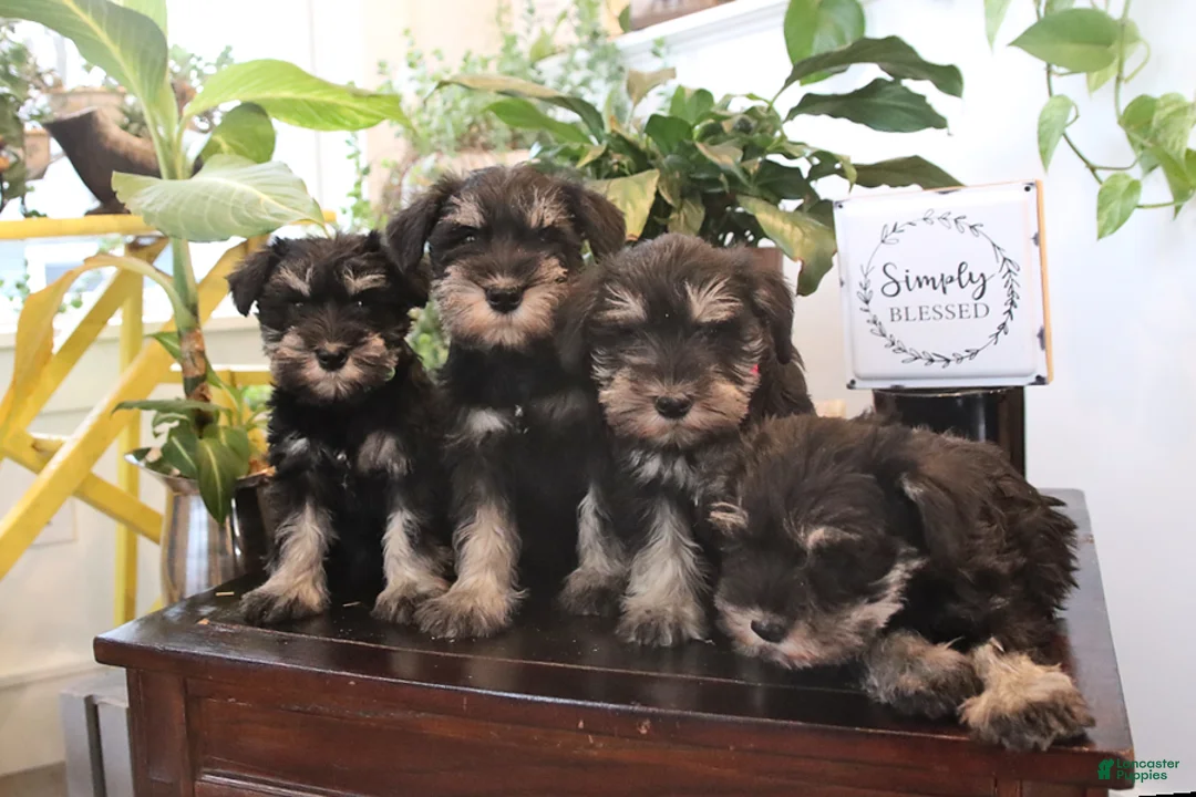 Miniature Schnauzer dogs for sale: Greta - Ad 2