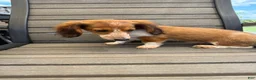 Miniature Dachshund dogs for sale: Dixie new pictures - Ad 16