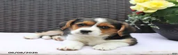 Mixed Breed dogs for sale: Cleo - Ad 4