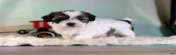 Teddy Bear dogs for sale: Piper - Ad 2