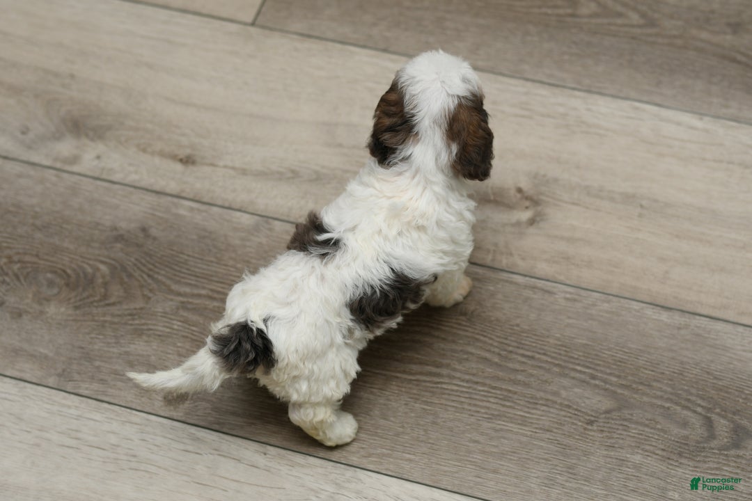 Cavapoo dogs for sale: Bella - Ad 6